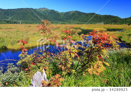 尾瀬ケ原のナナカマドの実と景鶴山の山並み 尾瀬ケ原のナナカマドの実と景鶴山の山並み 34289925