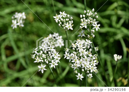 ニラの花 ニラの花 34290198