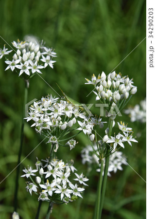 ニラの花 ニラの花 34290203