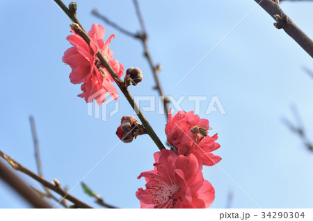 Peach blossom in the sunny day 34290304