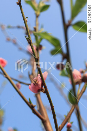 Peach blossom in the sunny day 34290306