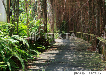 Vine in forest under sunshine 34291176