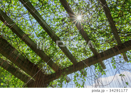 Vine in forest under sunshine Vine in forest under sunshine 34291177