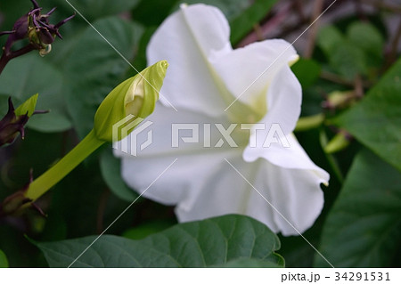 ヨルガオ（夜顔） 34291531