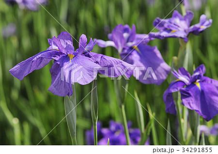 花菖蒲 水辺の貴婦人 白鷺菖蒲園 堺市 大阪府の写真素材