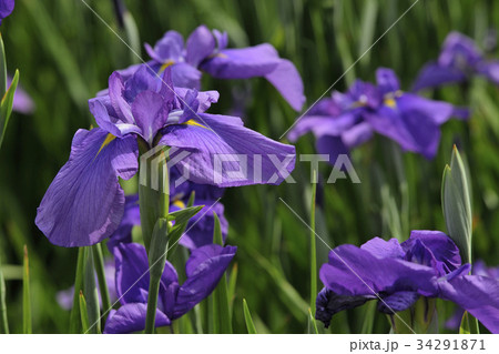 花菖蒲 水辺の貴婦人 白鷺菖蒲園 堺市 大阪府の写真素材