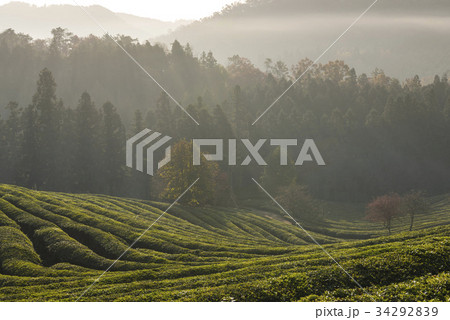 緑茶畑 の多元 宝城郡 34292839