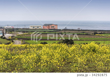 春の花 菜種 菜種畑 34292875