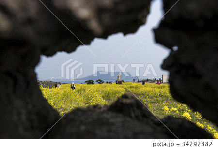 ソプチコジ 城山日出峰 菜種畑 34292882