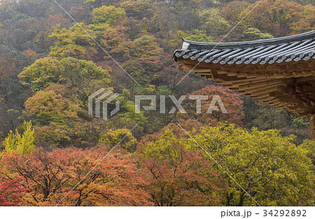 秋 内蔵寺 全北 34292892