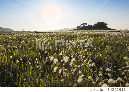 京畿道 キョンギド オウムも 34292911