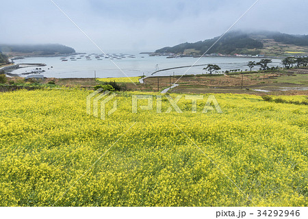 春の花 養殖場 菜種畑 34292946