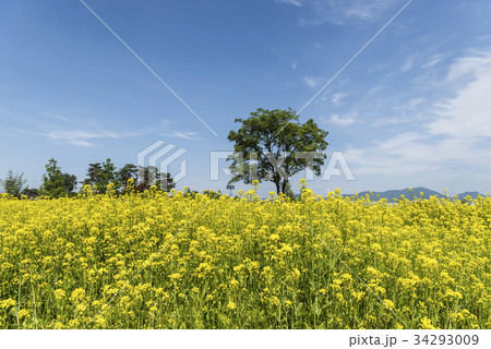 京畿道 キョンギド 菜種 34293009