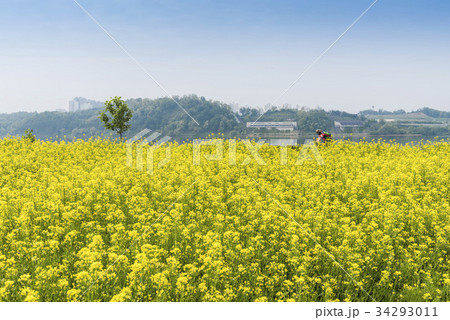 京畿道 キョンギド 九里市 34293011