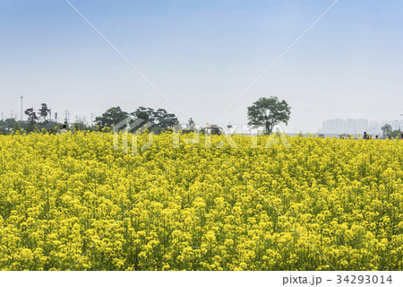 京畿道 キョンギド 木 34293014