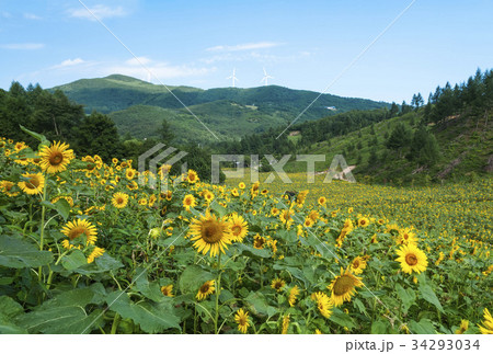 江原道 旧すごい村 山 34293034