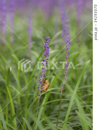 昆虫 花 セミ 34293070