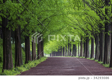木道 並木道 潭陽郡 34293086