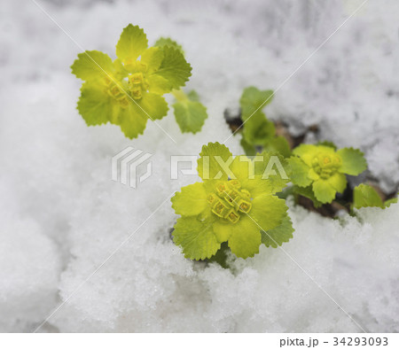 ネコノメソウ 花 葉 34293093