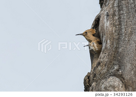 鳥 クローズアップ ヤツガシラ 34293126