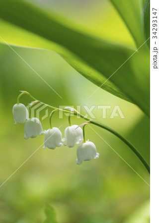花 野生の花 スズラン 34293147