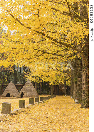 南怡島 穴蔵 イチョウ 34293158