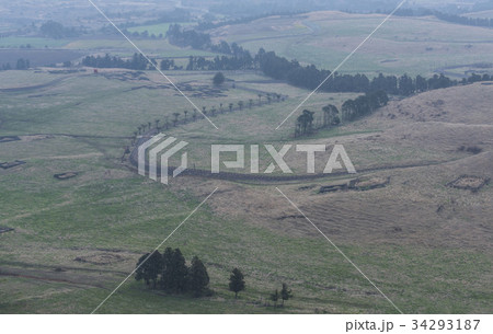 木 済州島 草原 34293187