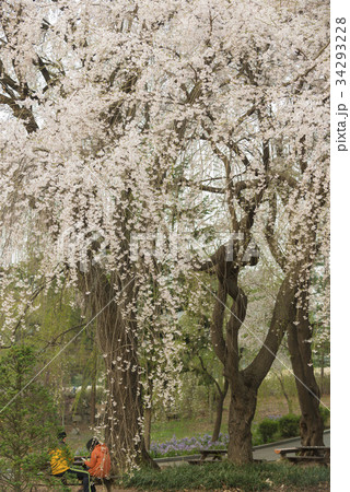 ソウル 里親桜 韓国 34293228