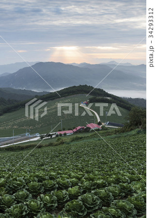 江原道 白菜畑 アンバンデギ 34293312