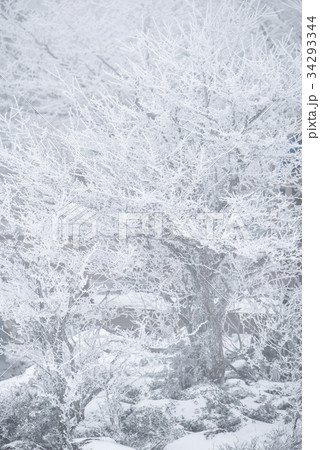 雪花 雪景色 済州島 34293344