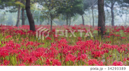 コトムルト 花畑 霊光郡 34293389