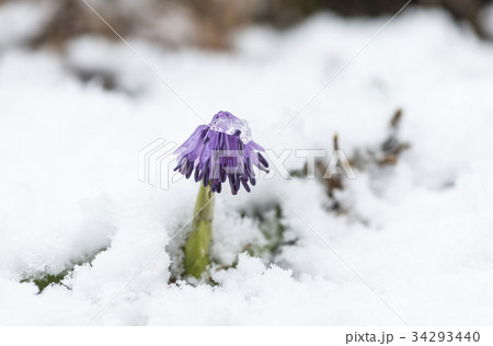 芽 野生の花 処女スカート 34293440