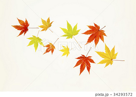 秋 紅葉 カエデの葉 34293572