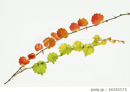 秋 木 紅葉 34293573