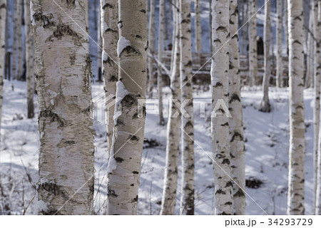 江原道 雪景色 麟蹄郡 34293729