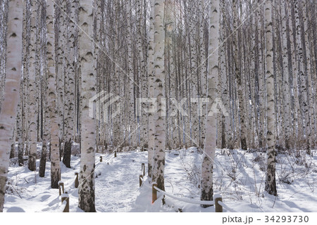 江原道 雪景色 麟蹄郡 34293730