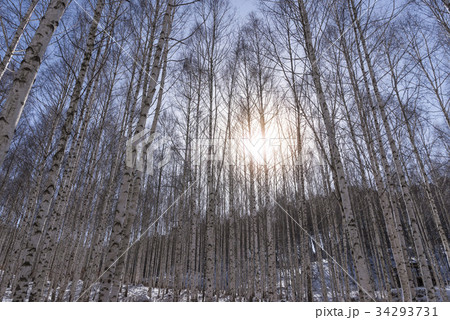 江原道 雪景色 麟蹄郡 34293731