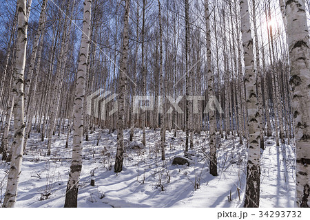 江原道 雪景色 麟蹄郡 34293732