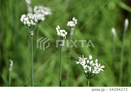 ニラの花 34294272