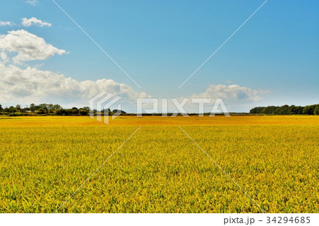 北海道石狩平野 田園地帯 9月 北海道石狩平野 田園地帯 9月 34294685
