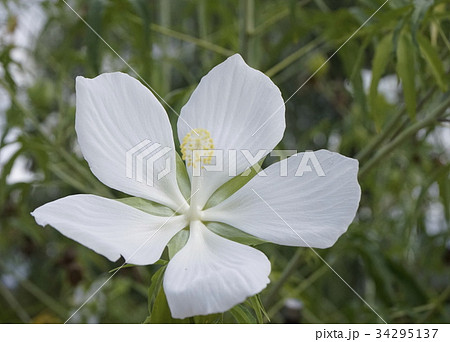 タイタンビカス 白色花 タイタンビカス 白色花 34295137