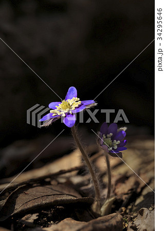 花 見よ 野生の花 34295646