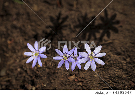 花 肝 野生の花 34295647