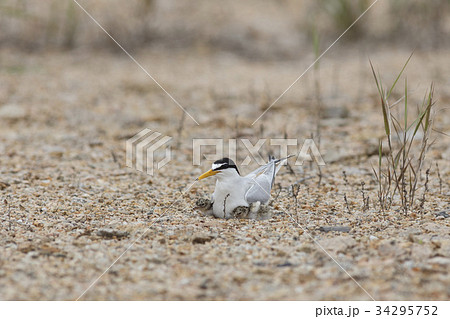 カモメ 鉄アジサシ 屋外 34295752