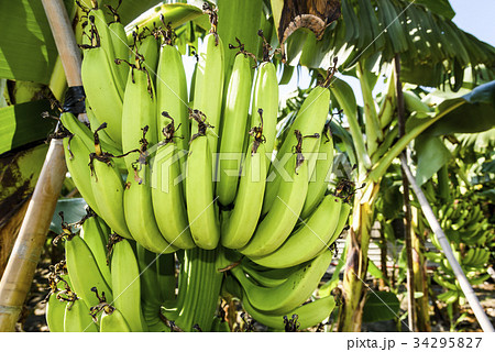 Banana tree in fields 34295827