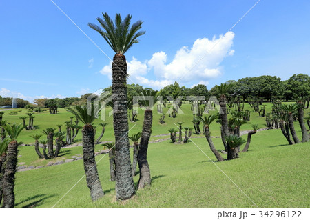 吉野公園 ソテツ園 34296122