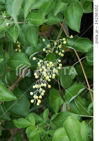 ミツバハマゴウの実 ミツバハマゴウの実 34296302