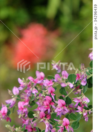 秋の花 34296439