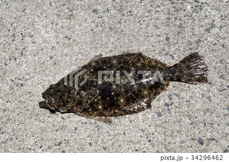 魚 ヒラメが釣れた 魚 ヒラメが釣れた 34296462