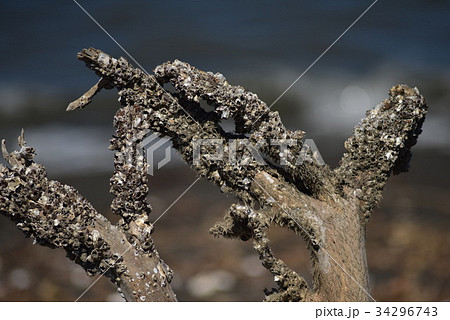 フジツボ 34296743